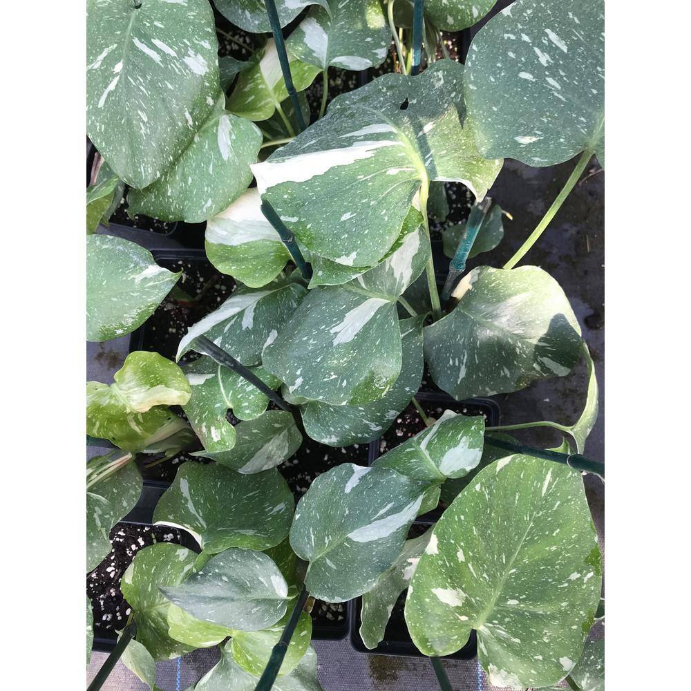 Wekiva Foliage Thai Constellation Monstera - Live Plant in a 4 Inch Nursery Pot - Houseplant Connoisseur Collection ThaiConst4