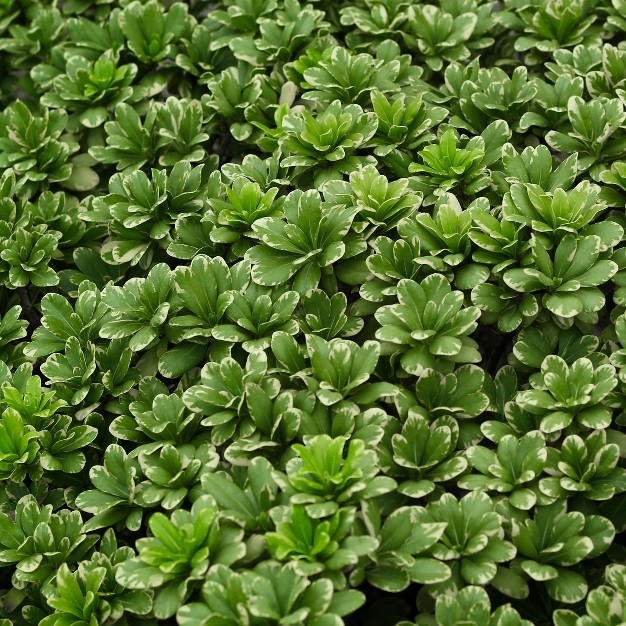 1pc Pittosporum Variegated - National Plant Network