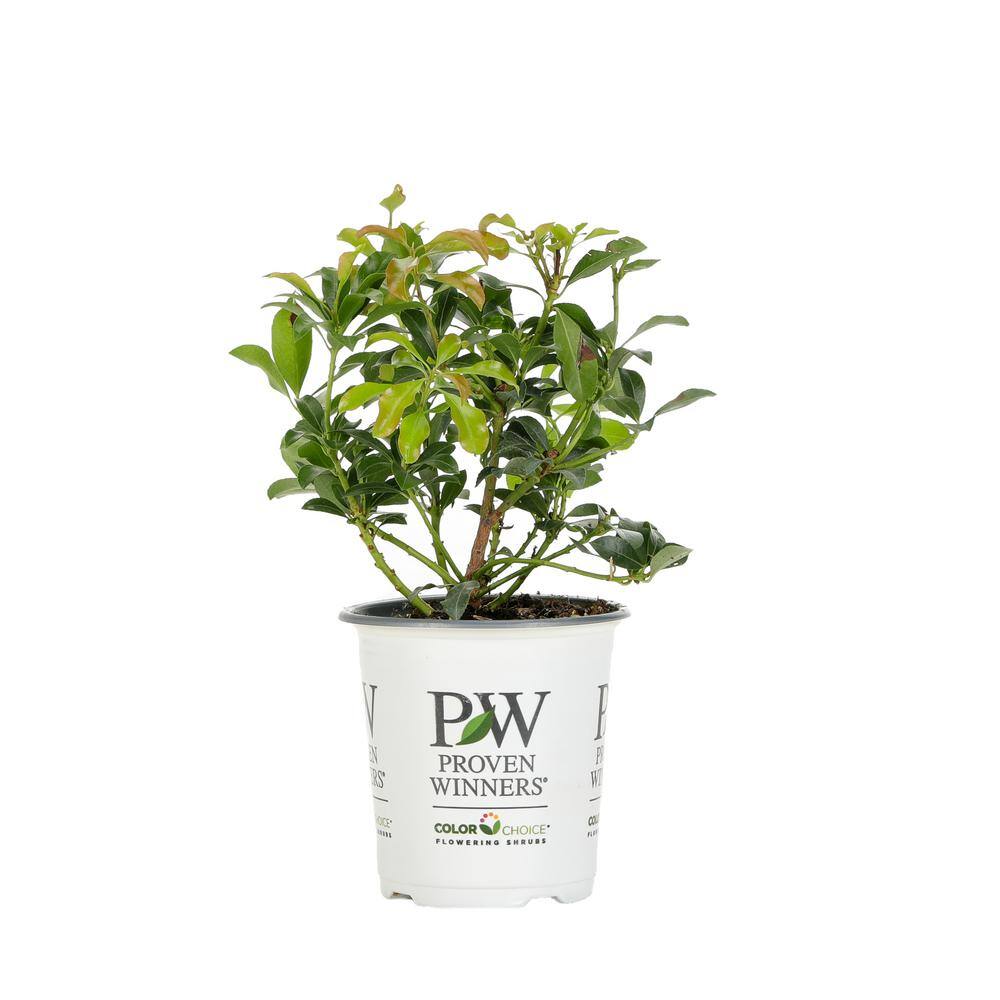 4.5 in. Quart Interstella Lily of the Valley Shrub (Pieris) Live Plant Ruby Red Flowers PIEPRC1007800