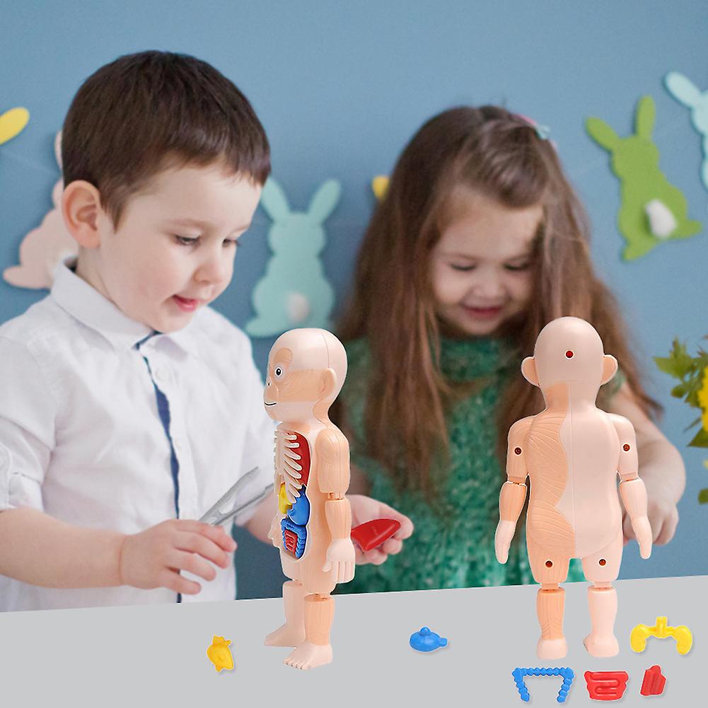 Human Anatomy Model Human Organ Teaching Aids Children Science Classroom Plastic Diy Organ Assembly Toys