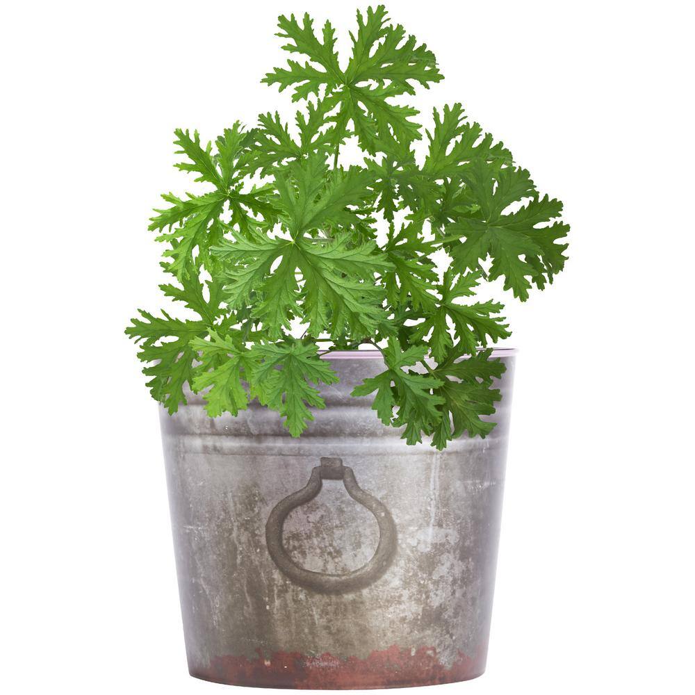 Bonnie Plants 2.32 qt. Citronella Mosquito Herb Plant 5028