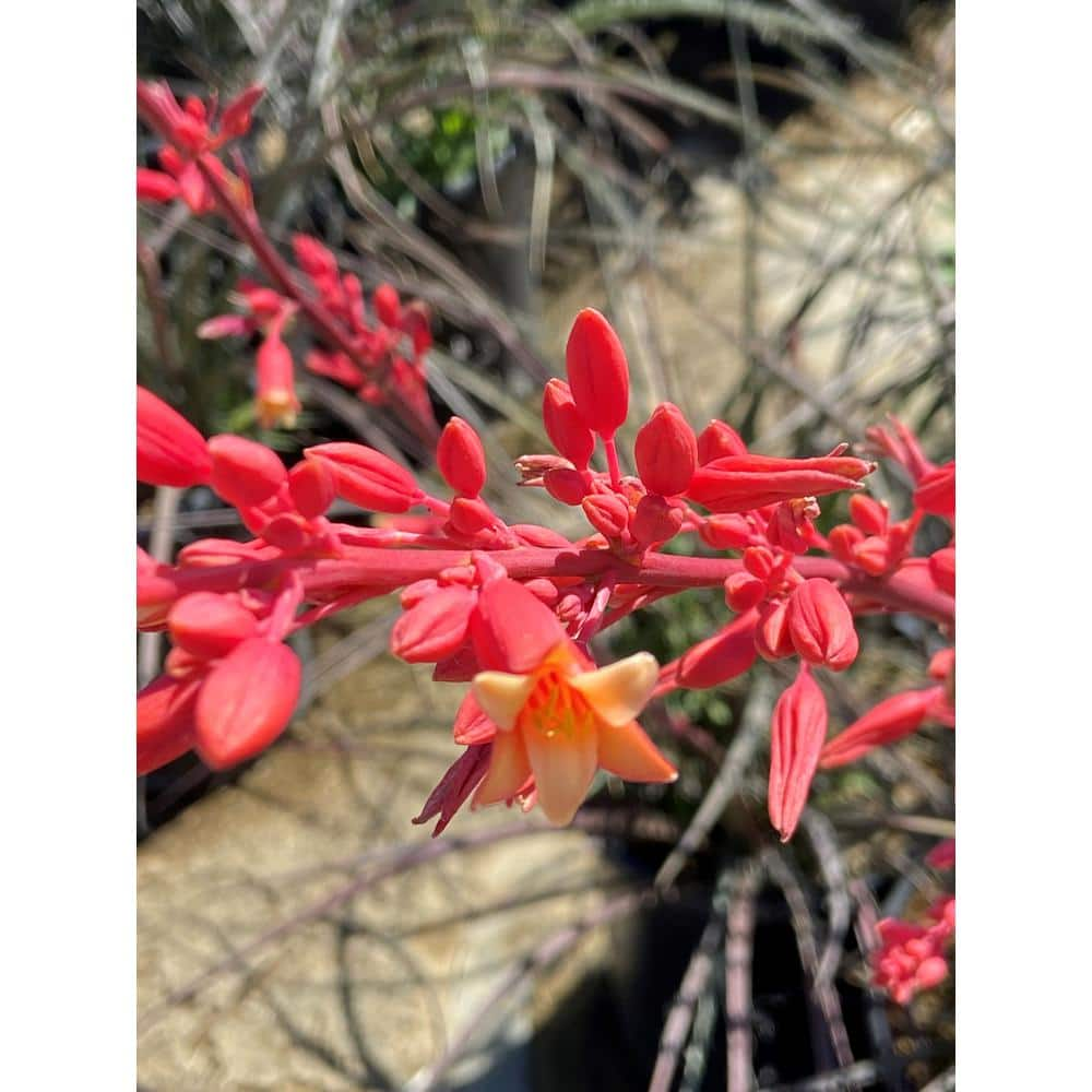 SMART PLANET 1 Gal. Hesperaloe Parviflora Red Yucca Color Plant 0880068