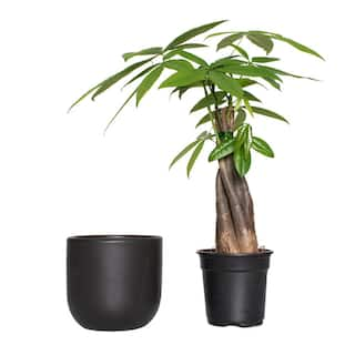 national PLANT NETWORK 5 in. Braided Money Tree Plant in a 4 in. Semi Matte Black Grant Container (1-Piece) HD4697