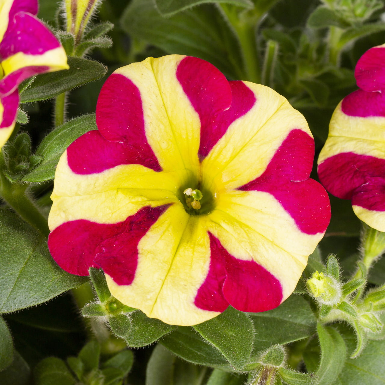 Amore Queen of Hearts 2.5QT Red Yellow Petunia Live Plants Grower Pot (3 Count)