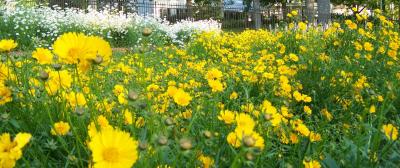 Classy Groundcovers - Coreopsis 'Nana' Tickseed， Mouse-eared Coreopsis， Dwarf Eared Coreopsis {25 Pots - 3 1/2 inch Square}