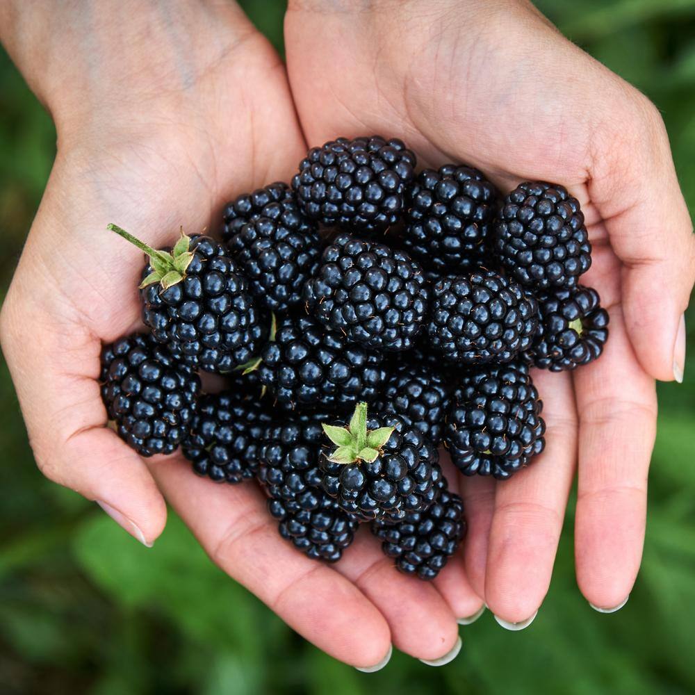 national PLANT NETWORK 2.25 Gal. Natchez Blackberry Plant HD7054