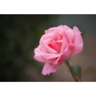 BELL NURSERY 3 Gal. Queen Elizabeth Live Rose Plant with Pink Flower (1-Pack) ROSE3QELIZ1PK