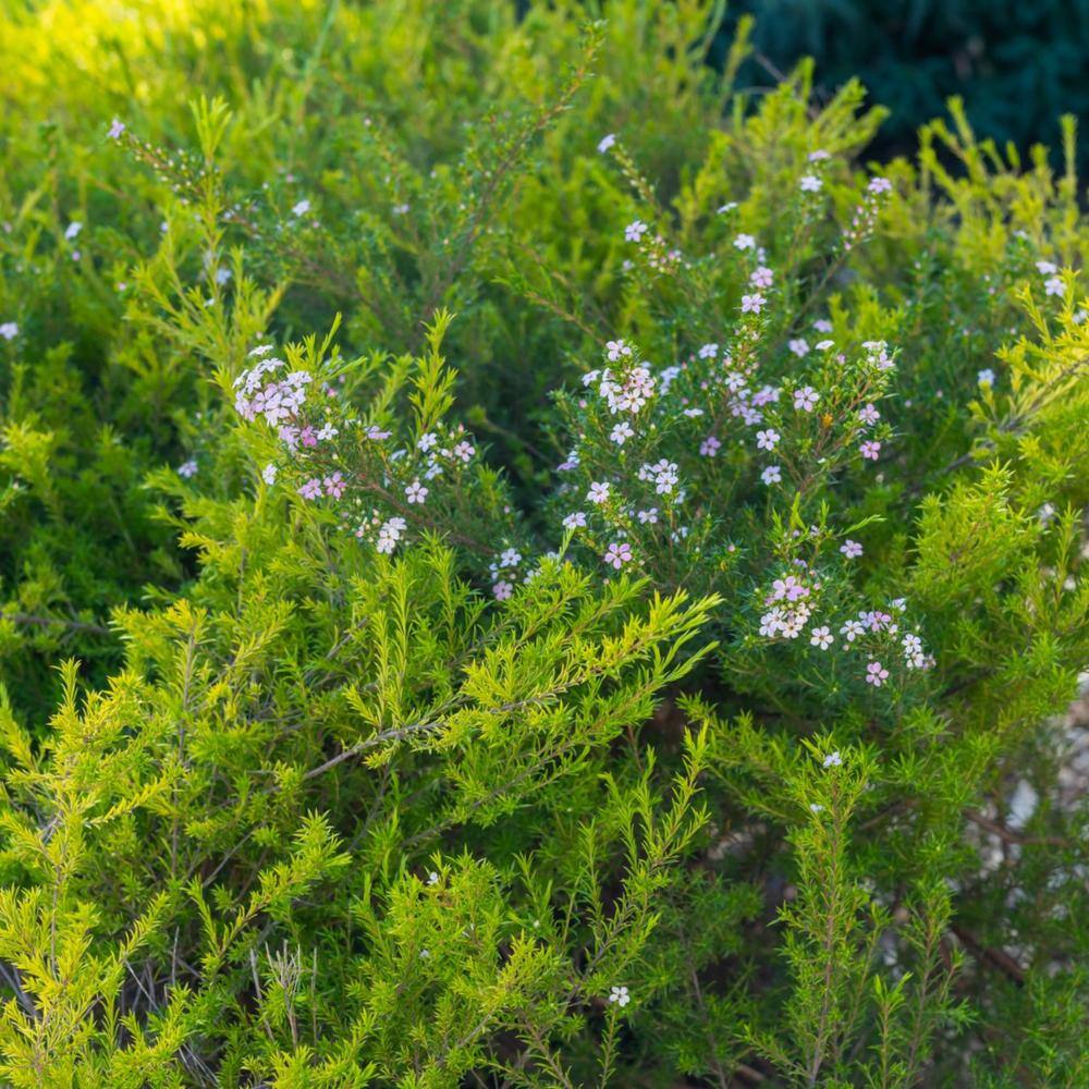 Alder  Oak #5 Container Sunset Gold Coleonema Evergreen Confetti Shrub (2-pack) DISU05