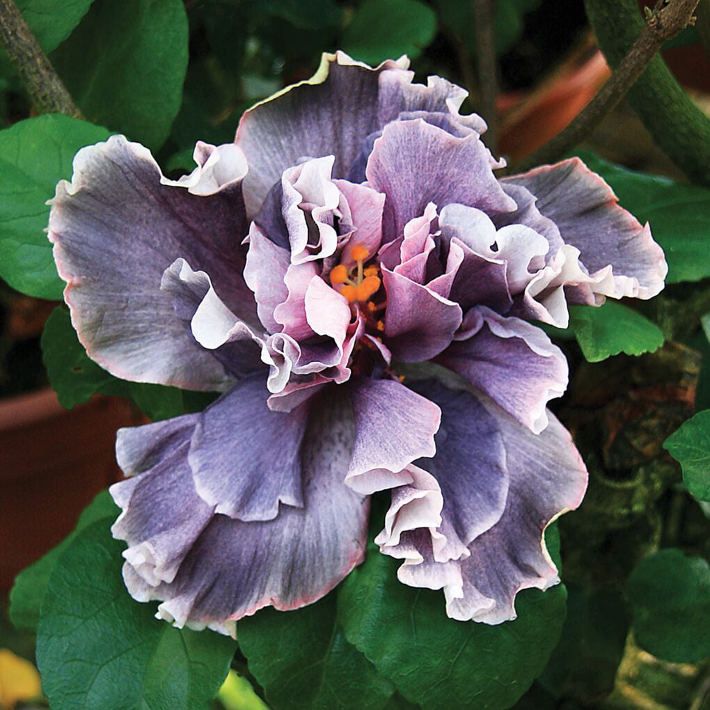 Hibiscus ‘Marianne Charlton’ (Hibiscus rosa-sinensis hybrid) Flower Shrub， Blue Flowers Hardy Korean Rose of Sharon Starter 25+ seeds pack