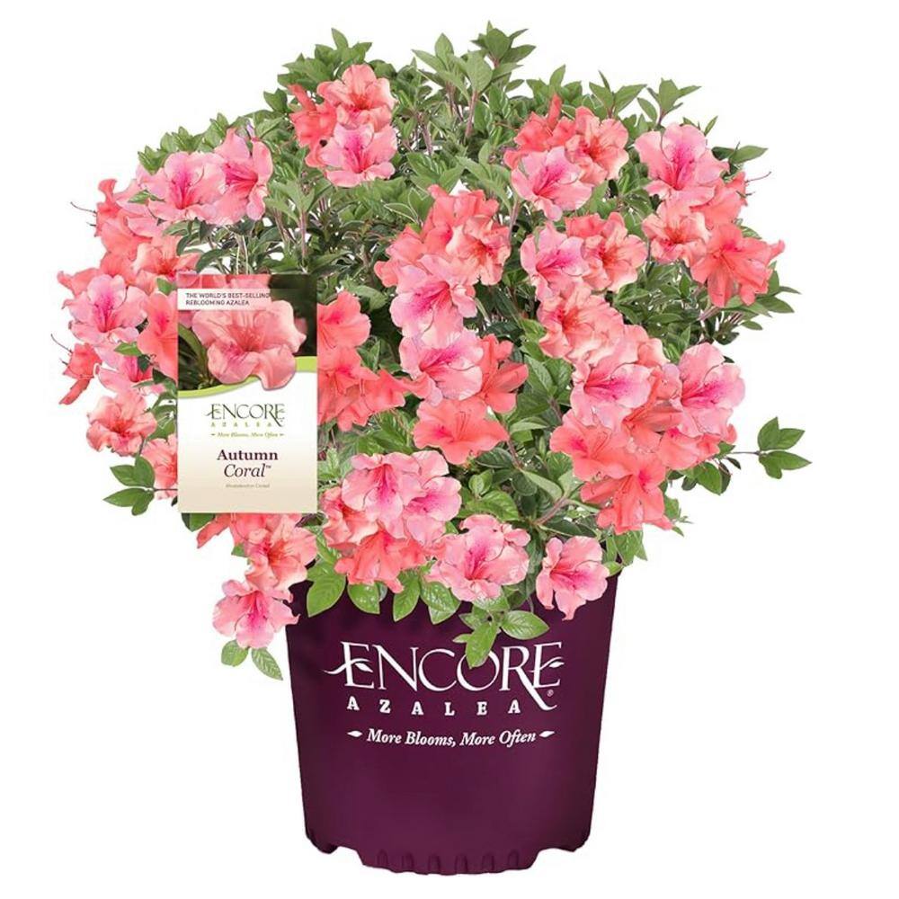ENCORE AZALEA 3 gal. Azalea Encore Autumn Coral Shrub with Coral Reblooming Flowers Heavy Summer Blooms 10187