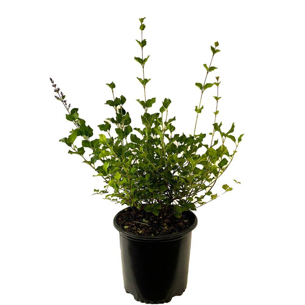 2.25 Gal. Korean Lilac Live Shrub with Fragrant Pink-Purple Flowers O860003