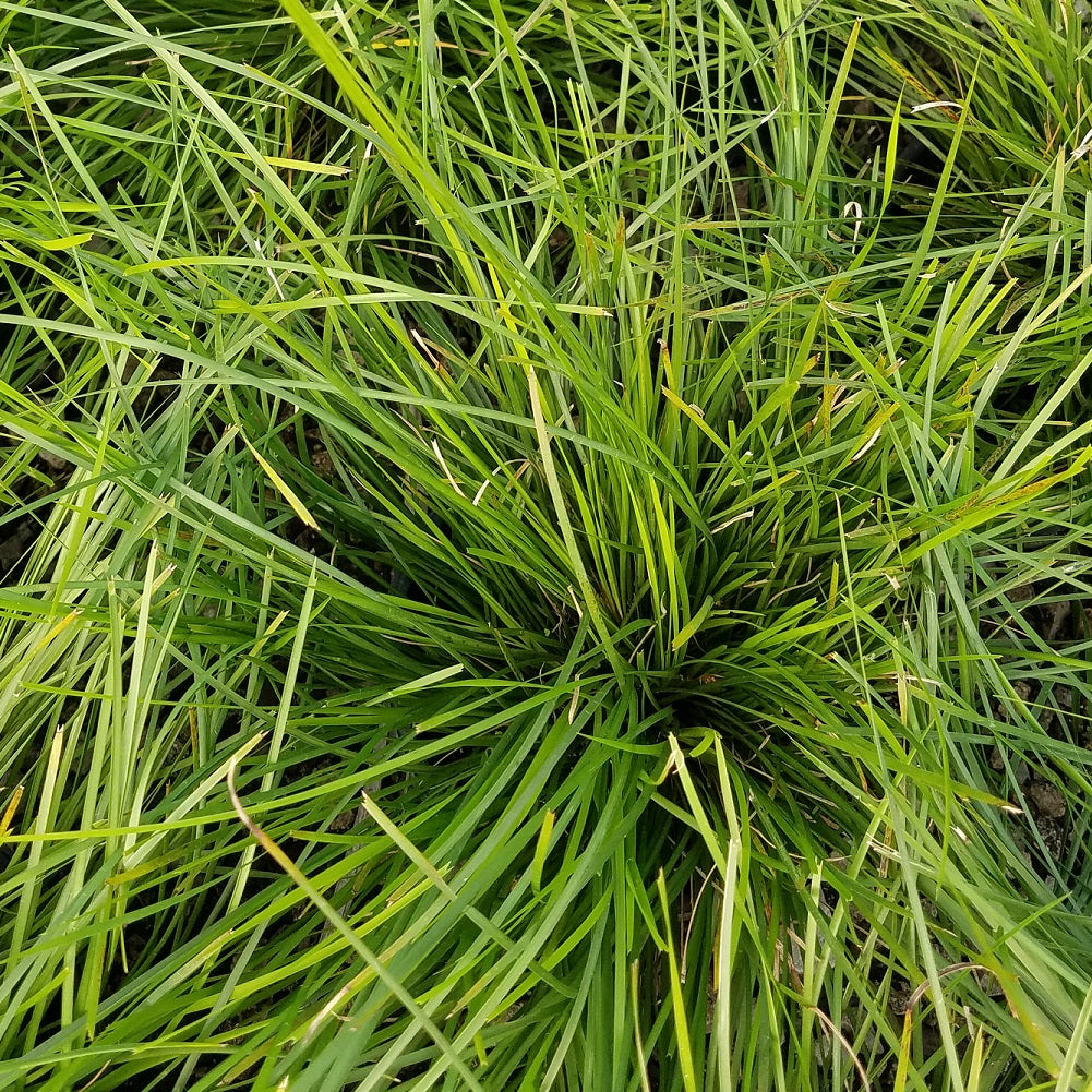 Breeze Lomandra (2.5 Quart) Evergreen Mid-Sized Ornamental Grass - Full Sun Live Outdoor Plant