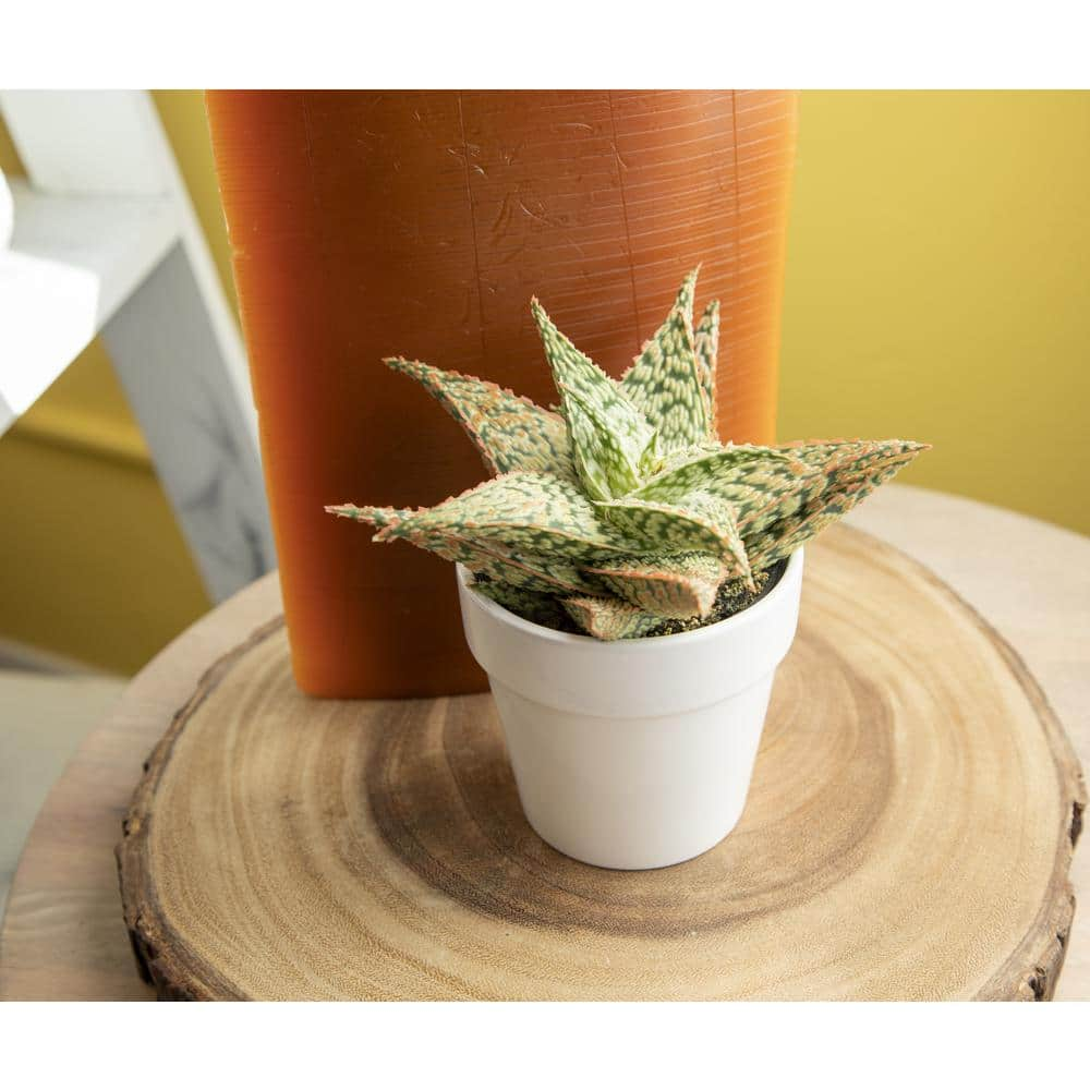 ALTMAN PLANTS 9 cm Star Aloe in White Glazed Clay Pot 0872543