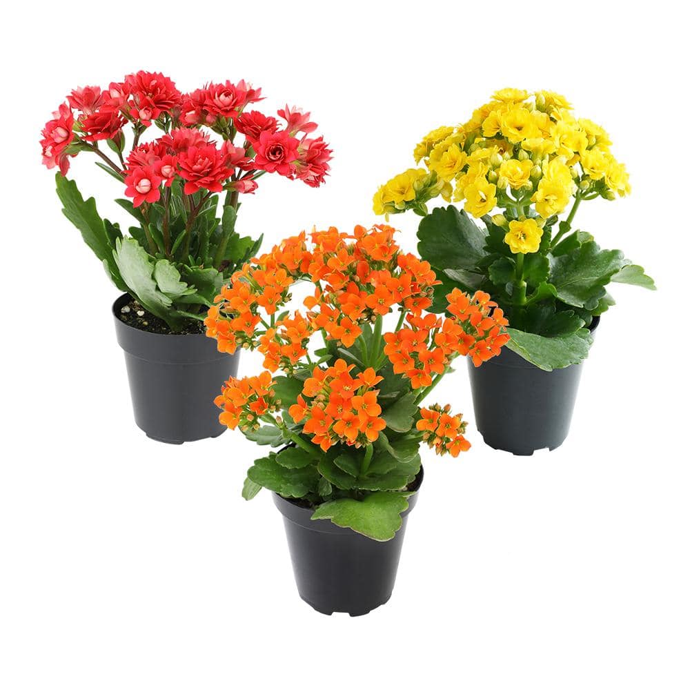 SMART PLANET 9cm Kalanchoe Blossfeldiana Kalanchoe Succulent Assorted Colors 3-Pack 0872454