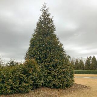 Spring Hill Nurseries Green Giant Arborvitae Potted Evergreen Shrub 3 to 4 feet tall (1-Pack) 96315