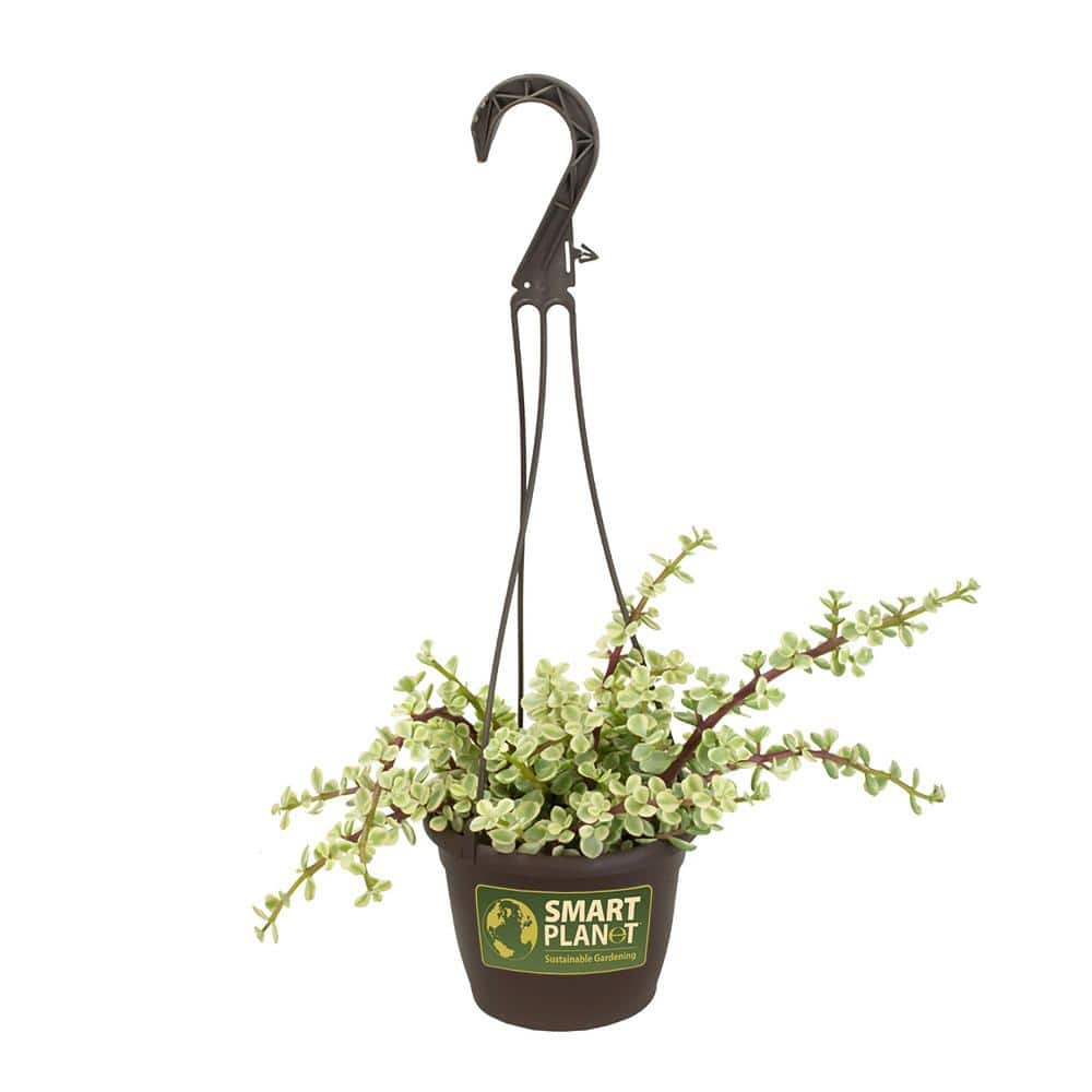 SMART PLANET 6 in. Portulacaria Afra Variegata Hanging Basket 0883261