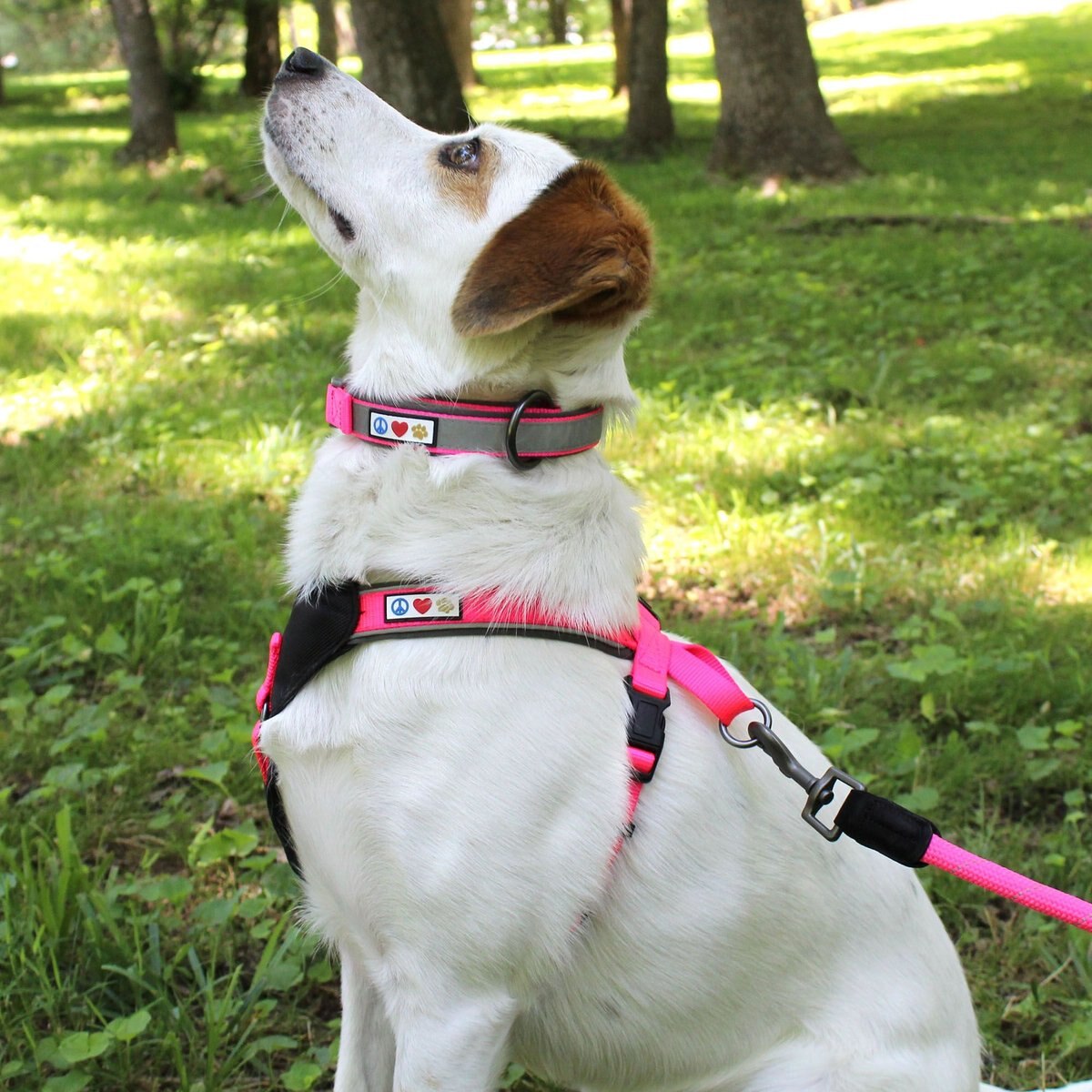 Pawtitas Soft Adjustable Reflective Padded Dog Collar