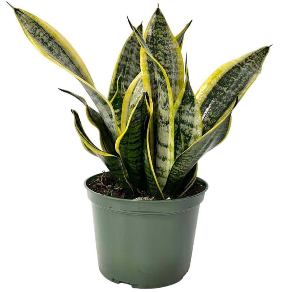 6 in. Sansevieria Snake Plant Superba in Grower Pot 1035