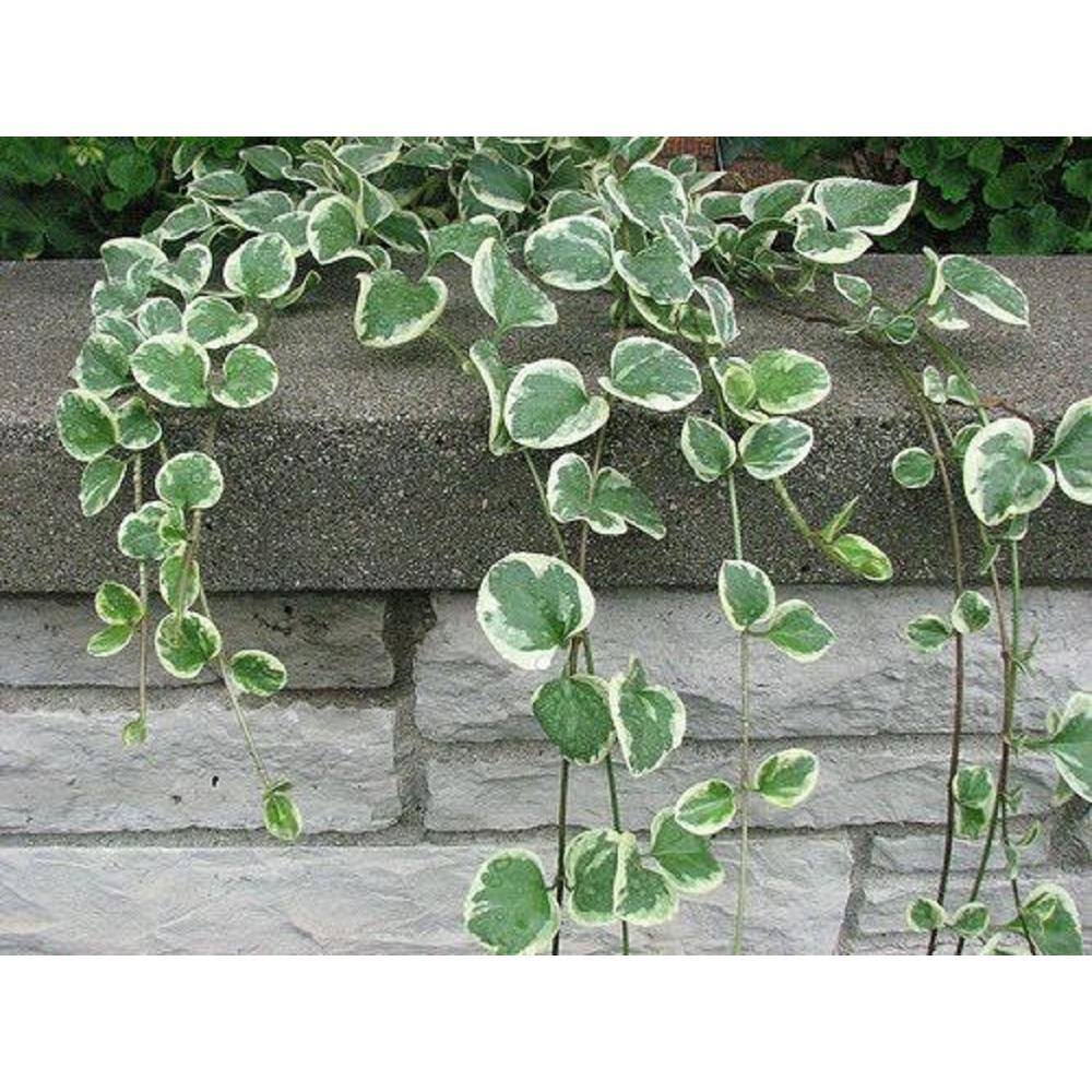 BELL NURSERY 4 in. Green Vinca Vine Live Flowering Perennial Groundcover Plant (6-Pack) VVINE4GRE6PK