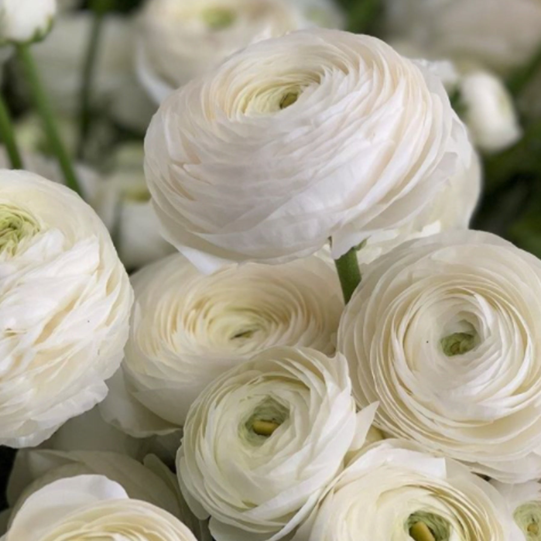 Italian Ranunculus Elegance Bianco (Flower Bulbs)