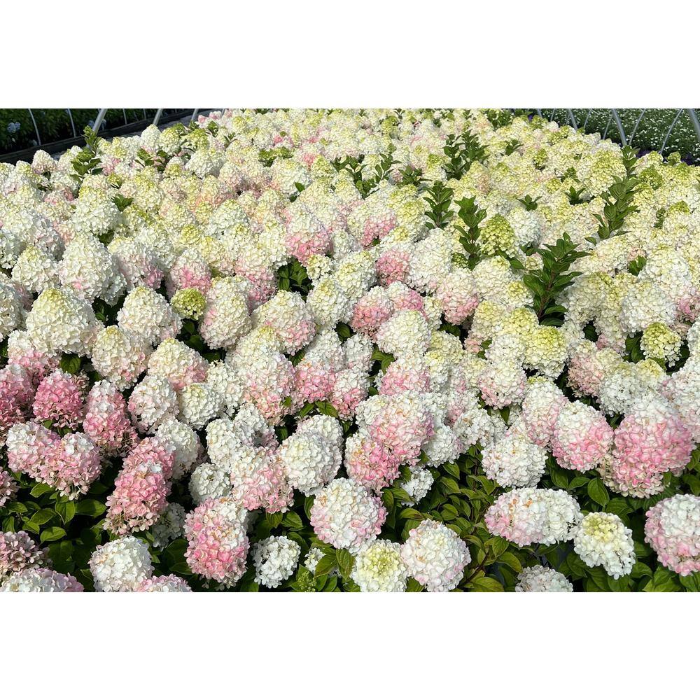 PROVEN WINNERS 3 Gal. Little Lime Punch Panicle Hydrangea (Paniculata) Live Shrub with Green White and Pink Flowers PWHYD3LLP1PK