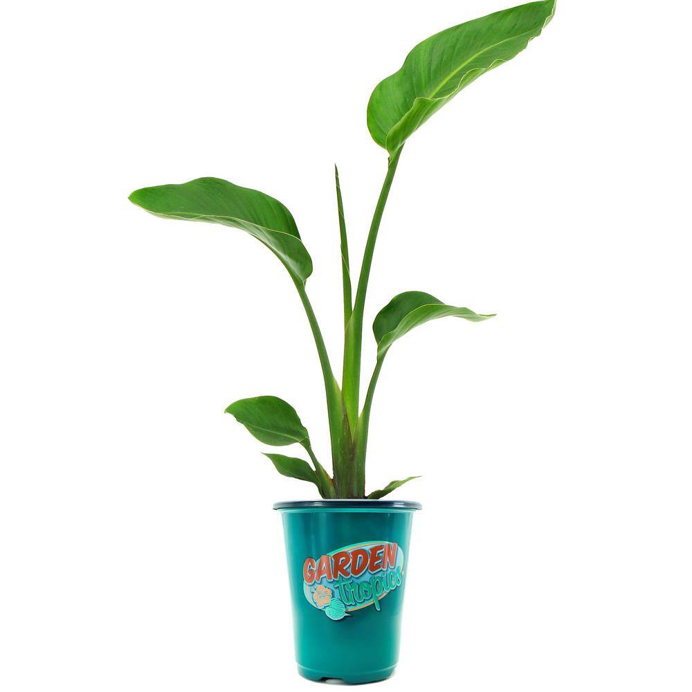 Garden Tropics 1.71 PT. White Bird of Paradise Indoor House Plant 1005415594