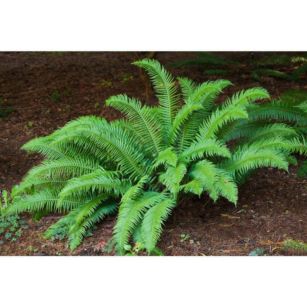 Online Orchards 1 Gal. Sword Fern Shrub With Long Soft Fronds Great for Heavy Shade SBFR003