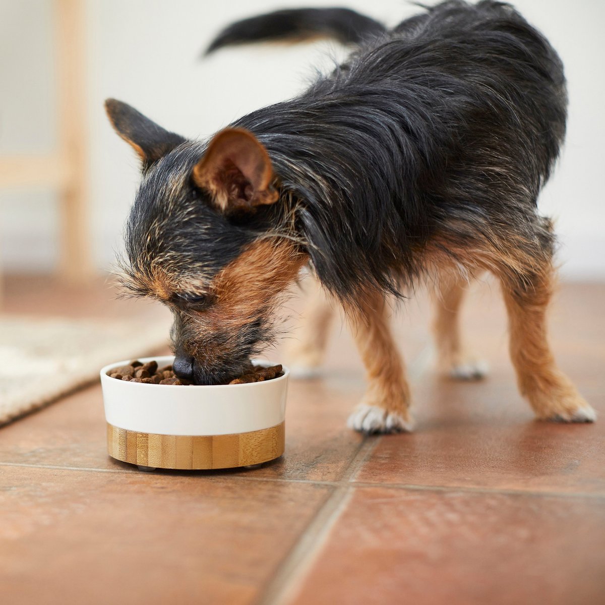 Frisco Melamine Dog and Cat Bowl with Bamboo Base