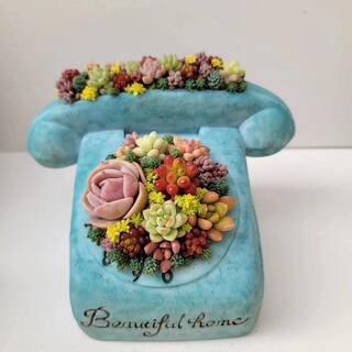 Cesicia Succulent Plants Collection Flowers with Phone Style Decorative Base DRZWPlant26