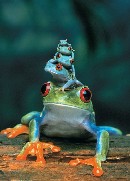 Red Eyed Tree Frog 1000 Piece Jigsaw Puzzle