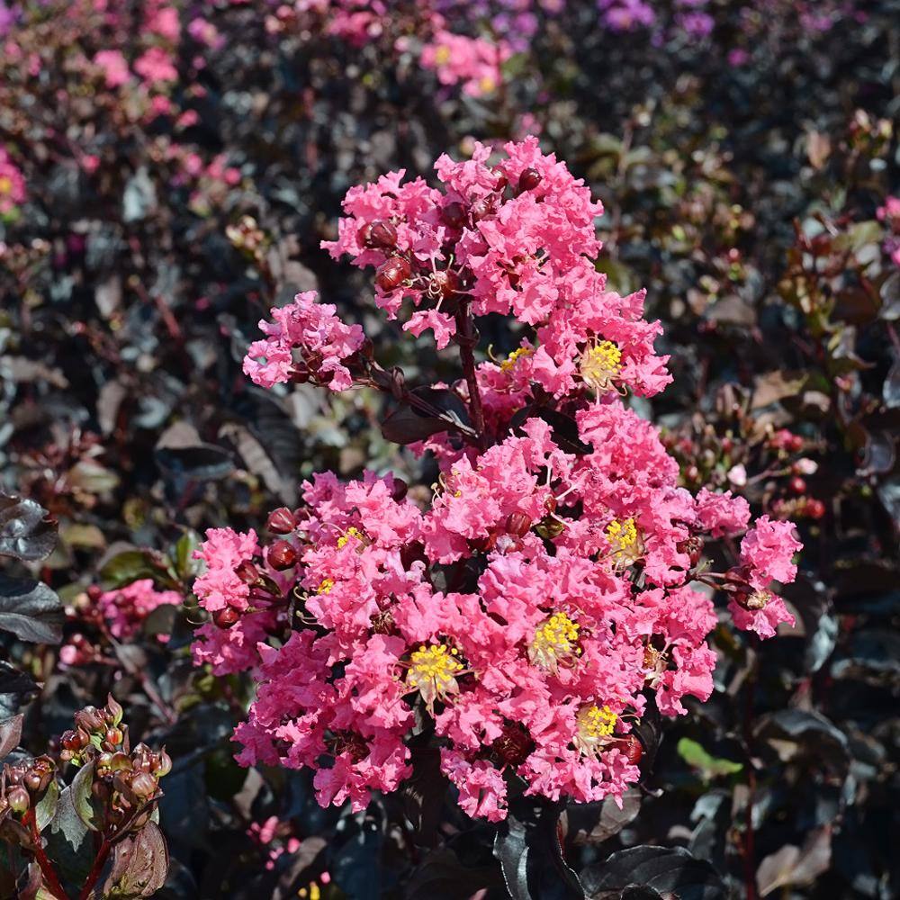 BLACK DIAMOND 3 Gal. Shell Pink Crape Myrtle Tree CRMBSP03G