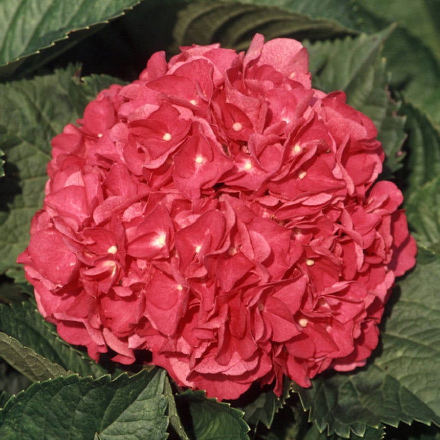 Merritt's  Pink Hydrangea (2.5 Gallon) Flowering Deciduous Shrub - Part Sun Live Outdoor Plant