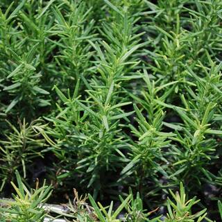 Bonnie Plants 19 oz. Rosemary Plant 2-Pack 207195