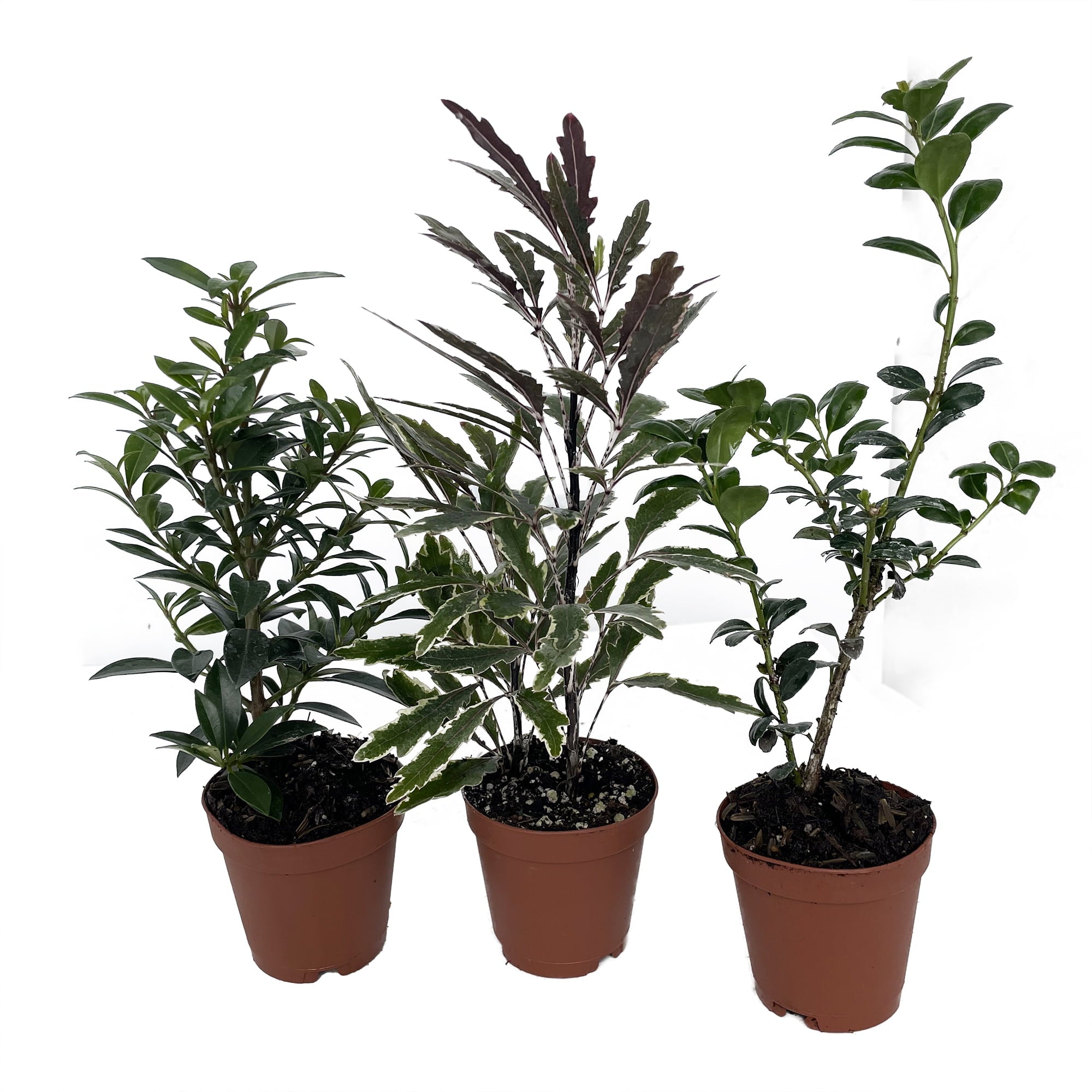 Zen Living Bonsai Assortment - 3 Plants 2