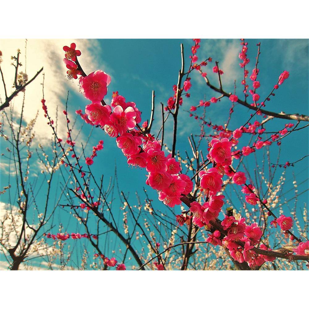 Online Orchards Double Red Flowering Peach Tree (Bare Root 3 ft. to 4 ft. Tall) FLPH001