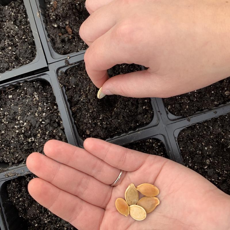 SEED STARTER TRAY 18CELLS