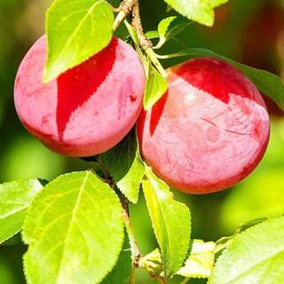 7 Gal. Au Rosa Plum Tree PLUARO07G