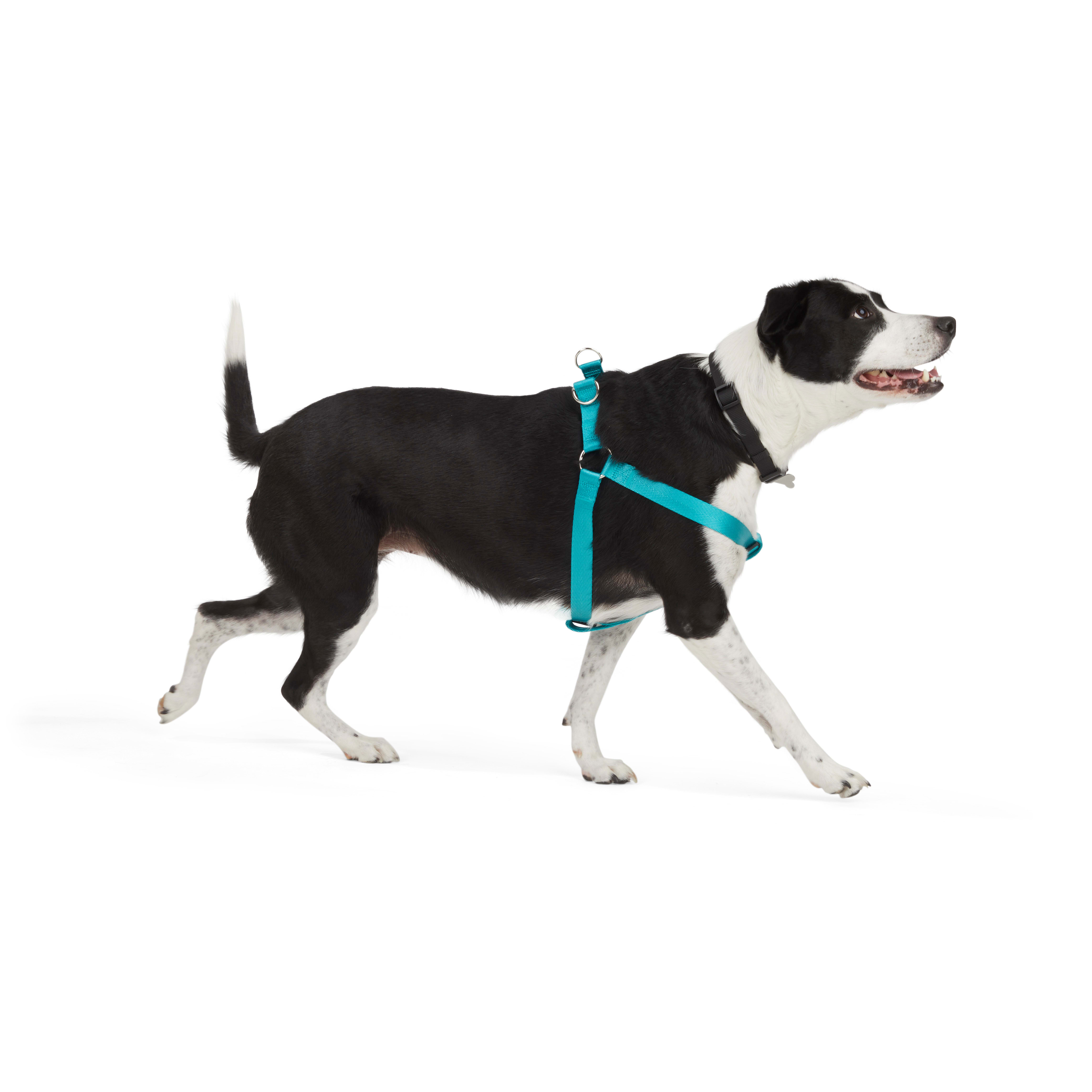 YOULY The Classic Turquoise Webbed Nylon Dog Harness， Small