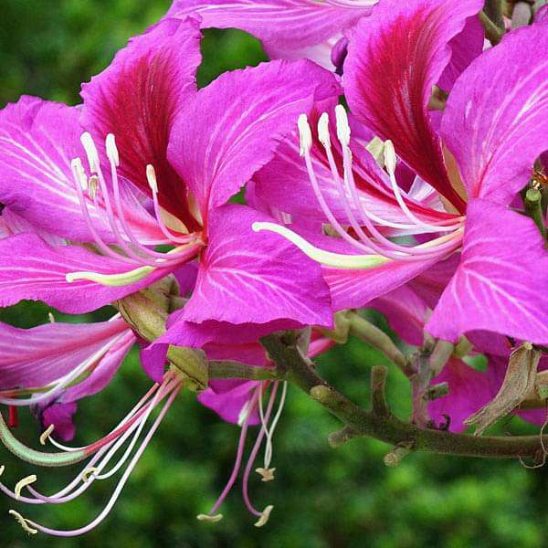 Bauhinia Purpurea, Purple Orchid Tree - 0.5 kg Seeds