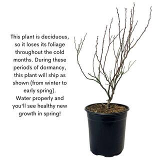 2.5 qt. Legacy Blueberry Plant with Flavorful Sweet Berries 19612