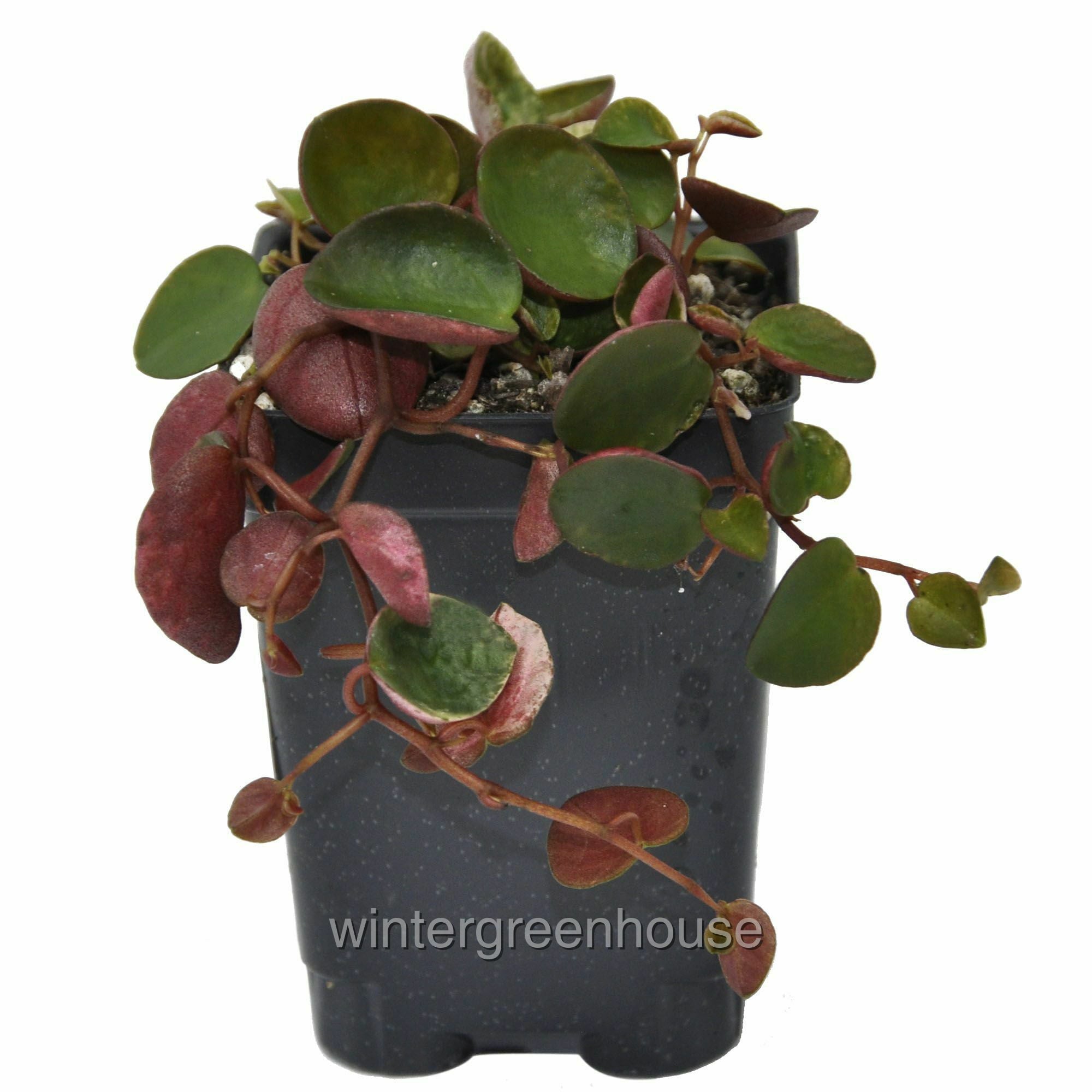 Peperomia Ruby Cascade - Pot Size: 3