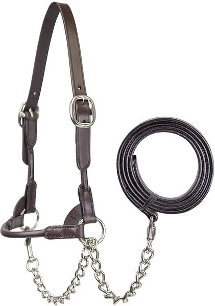 Derby Originals Premium Round Rolled Leather Cattle Show Halter and Chain Lead