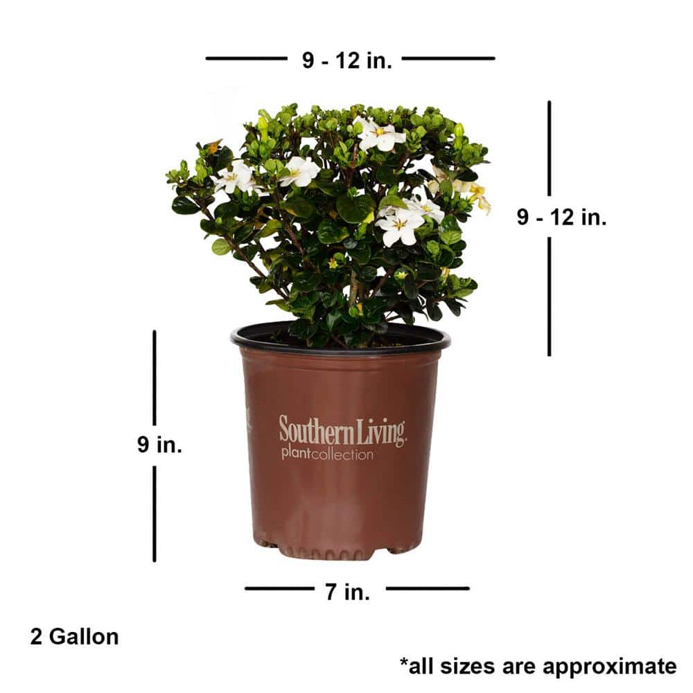 SOUTHERN LIVING 2 Gal. Diamond Spire Gardenia Live Evergreen Shrub with White Fragrant Blooms 86552