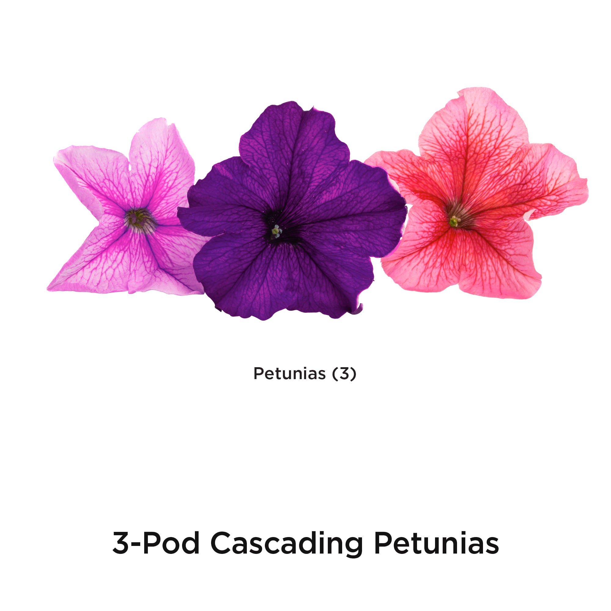 AeroGarden Cascading Petunia Flower Seed Pod Kit， 3-Pod， for AeroGarden Hydroponic Growing System