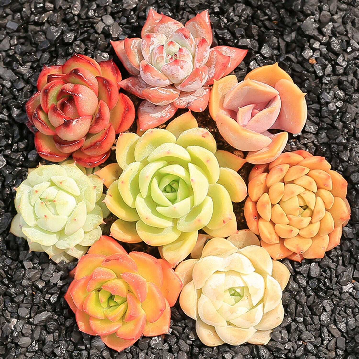 15 Pack Succulents Plant Rooted in 2inch Planters Rare Live Assorted Plants For Wedding Christmas Garden