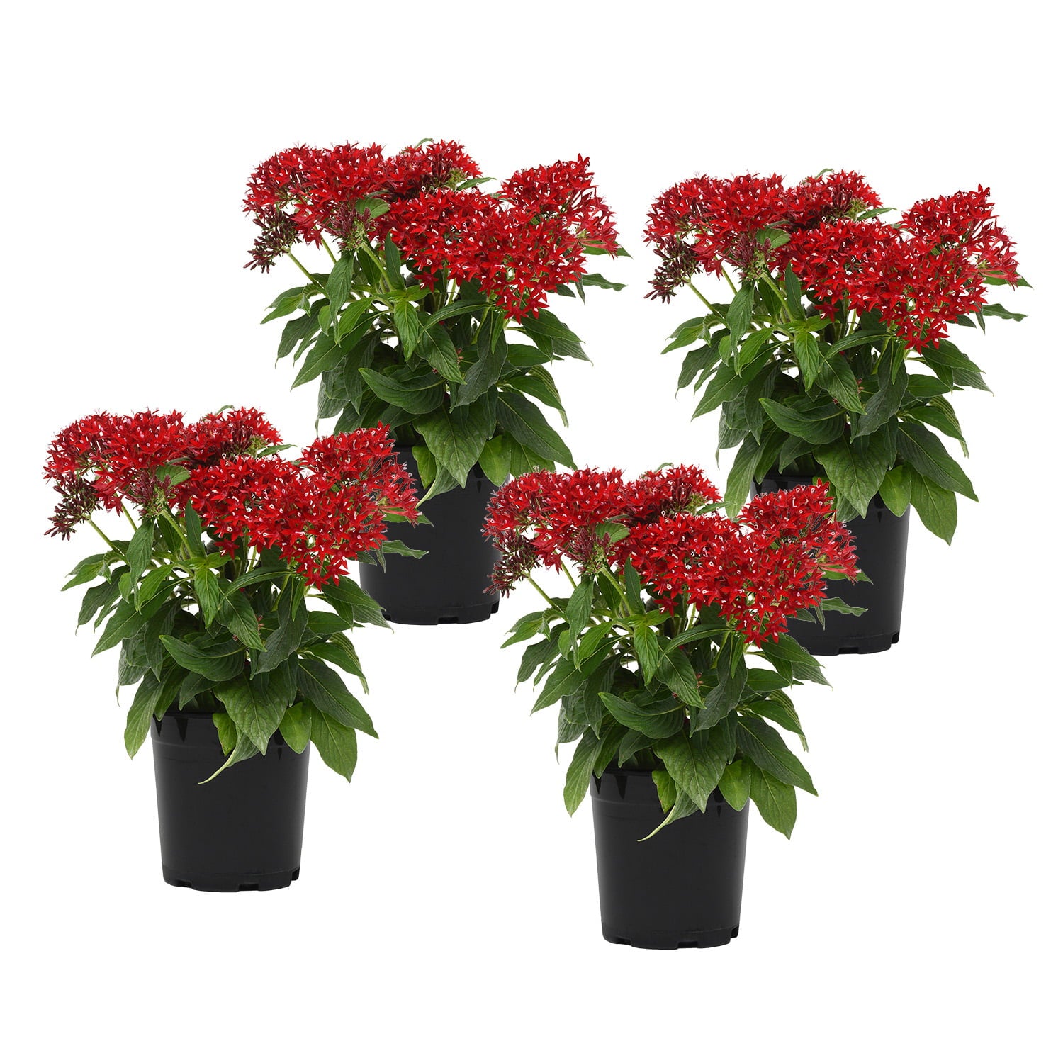 Altman Plants 4 in Pentas Red Plant Collection (4-Pack)