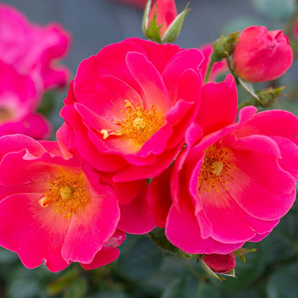 BLOOMABLES 2 Qt. Bloomables Brick House Pink Rose Bush with Fluorescent Pink Flowers in Stadium Pot 84602