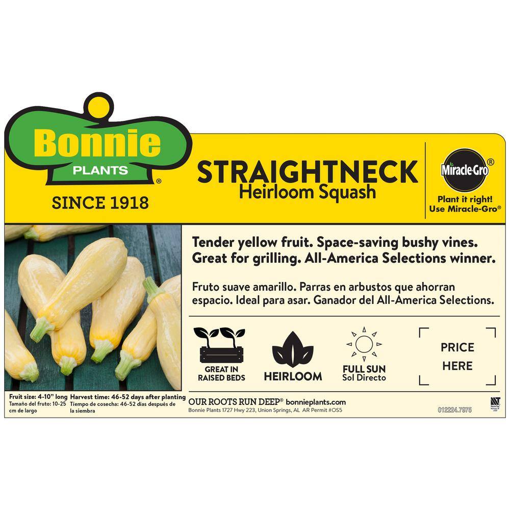 Bonnie Plants 19 oz. Straightneck Squash Plant 4301