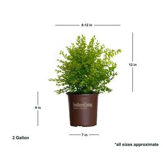 SOUTHERN LIVING 2 Gal. Sunshine Ligustrum Evergreen Shrub Bright Golden-Yellow Foliage 39532