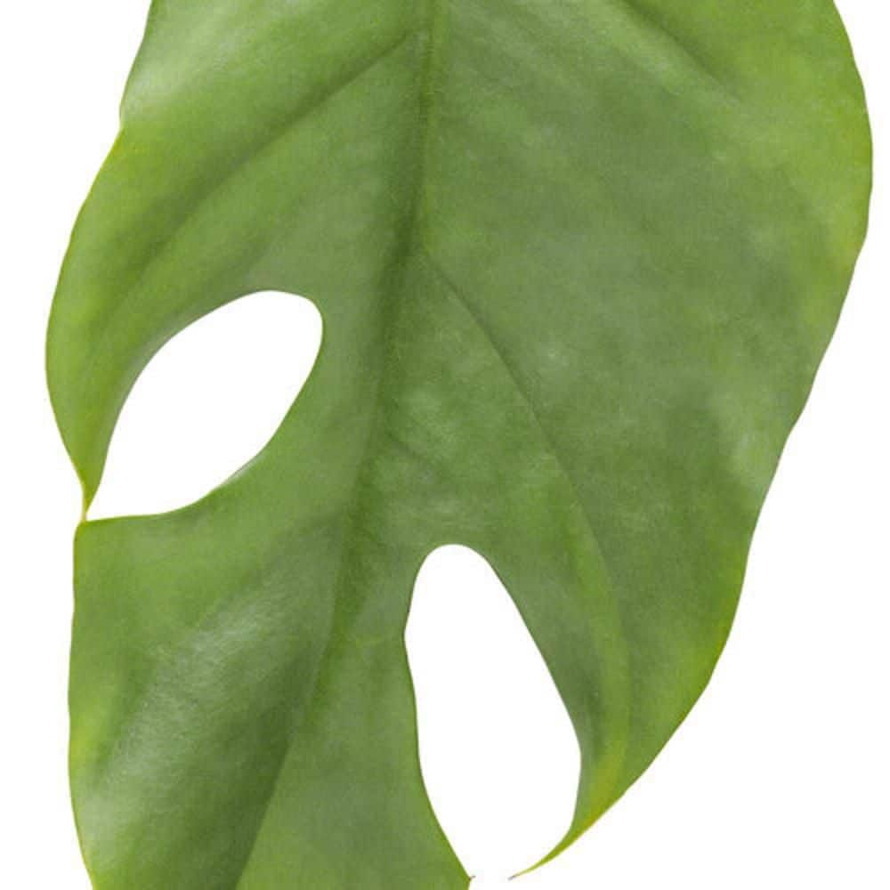 PROVEN WINNERS leafjoy Collection Monstera Deliciosa Live Indoor Plant in 7 in. Seagrass Pot Avg Ship Height 23 in. PWMDP6SEA1PK